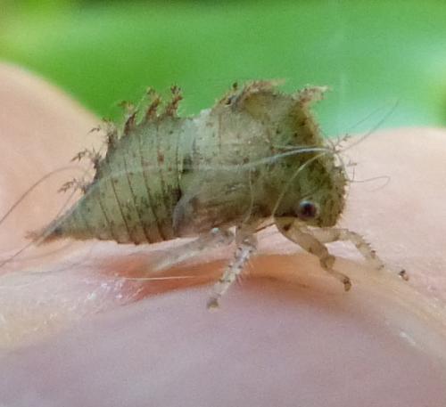 Stictocephala bisonia